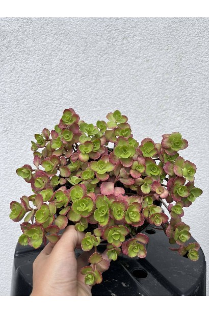 Очиток / седум помилковий Драгонс Блуд - 2л/вис.10-15см/Ø20-25см